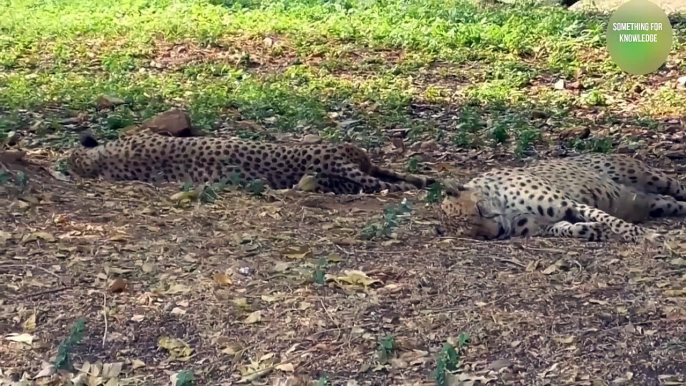 शेर की हाल बेहाल   Lion messed with wrong opponent   animals unbelievable moments caught on camera