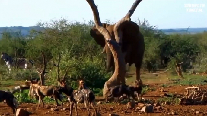 मौत से मुलाकात   Most Powerful animals in the world   animal unbelievable moment caught on camera