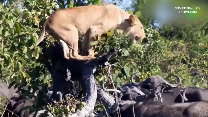 शेर का ये हाल किसने किया   animals unbelievable moments caught on camera part- 6   collins lion