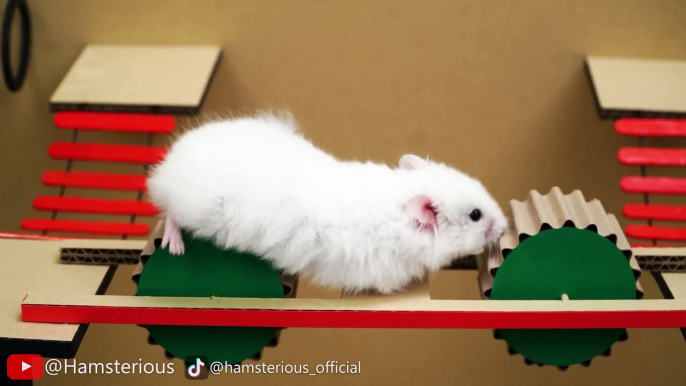 Hamster Escape From Snake Maze With Traps  Hamsterious