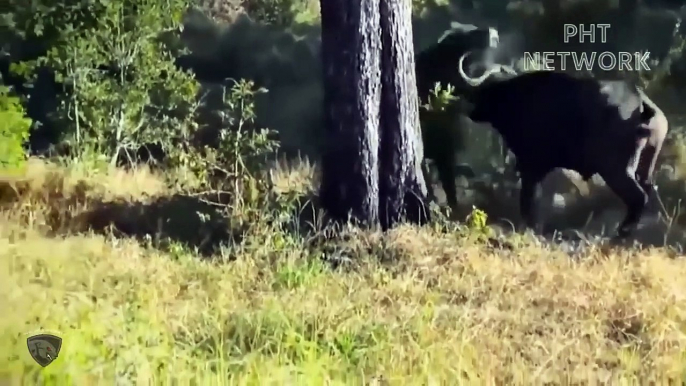 4 Lions Almost lost Their lives Because They dared To Hunt Fierce Buffaloes   Wild Animal attack