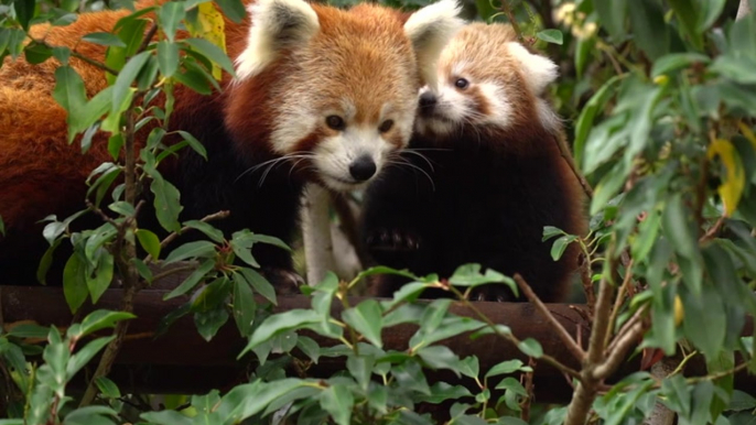 Endangered red panda cub takes first steps outdoors