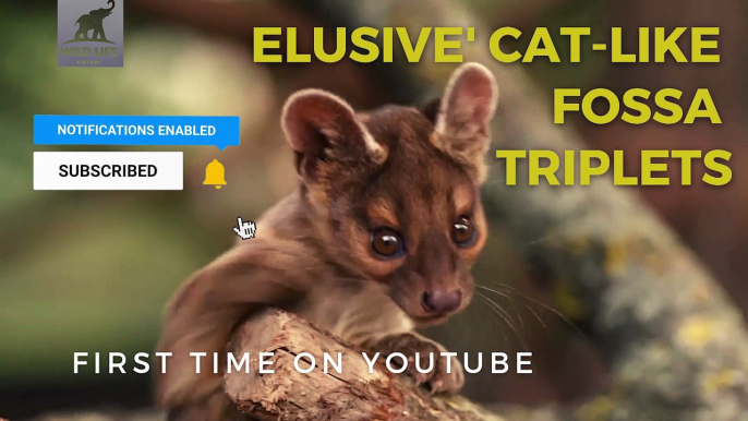 ELLUSIVE CAT LIKE FOSSA TRIPLETS | MADAGASCAR