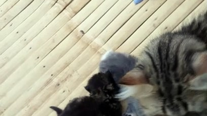 My two adorable marbled kittens and their mother are playing