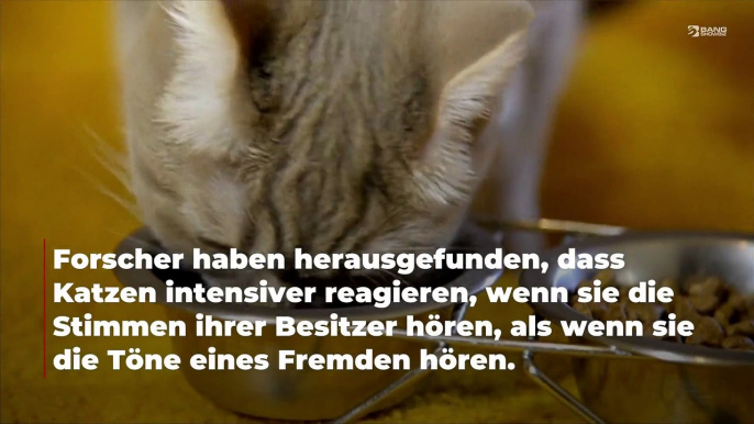 Katzen verhalten sich anders, wenn sie die Stimme ihres Besitzers hören