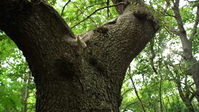 David Attenborough's Conquest of the Skies Saison 0 - Trailer (EN)