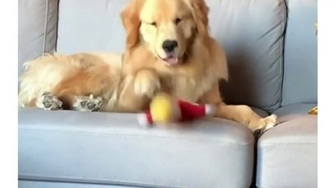 This Golden Retriever is such a drama queen