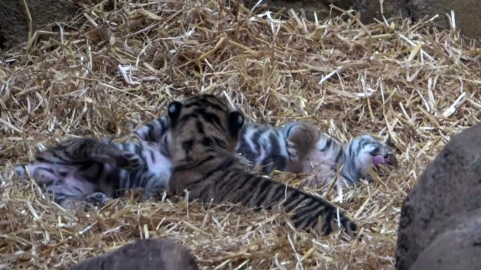 Sumatran Tiger Cubs at ZSL London Zoo