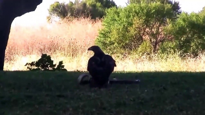 Eagle vs Snake Real Fight _ Snake vs Mongoose _ Eagle Attack Snakes _ Amazing Animals