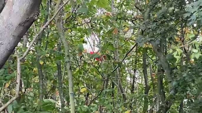 Plane wreckage stuck in trees nears the Robin Hood pub at Blue Bell Hill