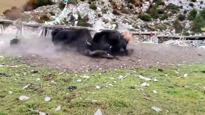Fighting by two Tibetan long haired Yaks