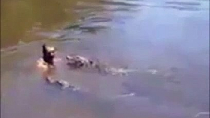 Faire trempette avec des alligators sauvages... risqué