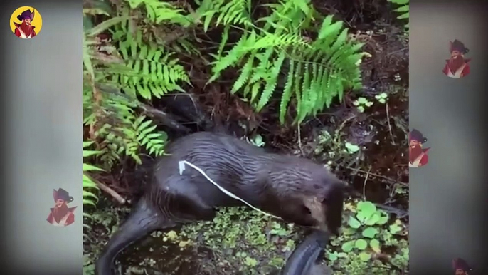 Top 40 Craziest Moments When Otters Appeared Out Of Nowhere  And Killed Their Opponent