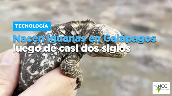 Nacen iguanas en Galápagos luego de casi dos siglos