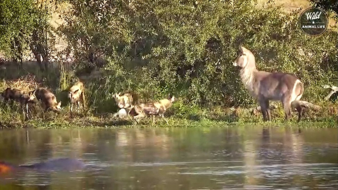 African Wild Dogs Attack Lions And The End - Wild Animals Fighting