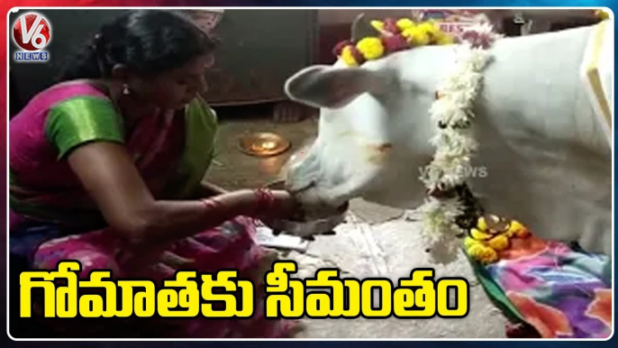 Seemantham Performed For Cow | Nizamabad District | V6 News