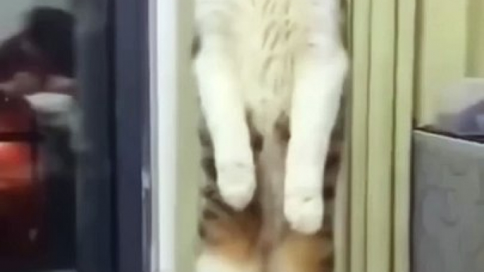 Funny cats video❤️#cats #shorts #cat #funny #shortsvideo #кошки #catvideos #jokes @Natalie Rose