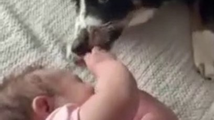 Aussie pup and baby share a very special bond