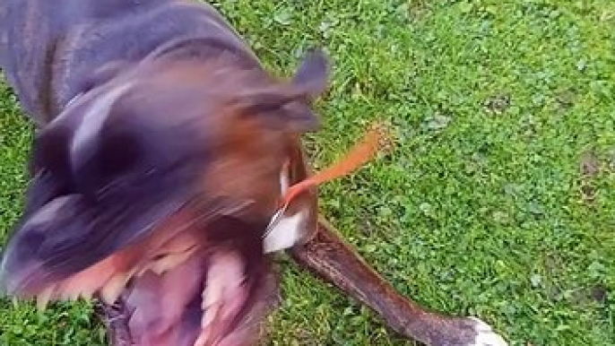 Boxer Dog Meets Leaf Blower