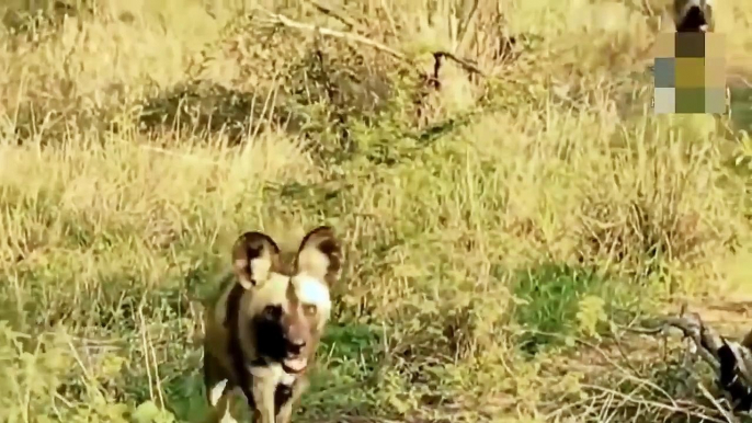 Wildebeest too Strong! Wildebeest Flings Lion to Escape ► Wildebeest Vs  Leopard, Wild Dogs, Hyena