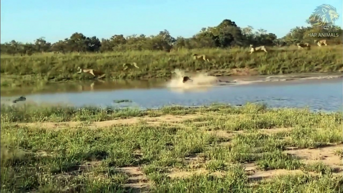 Wildebeest Tries To Escape From Pack Of Wild Dogs ► Wildebeest Vs Lion; Monkey, Crocodile ...