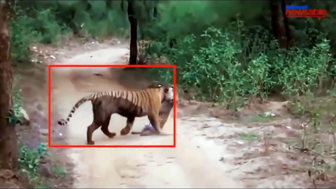 Duel 3 Tigers Vs Wild Boars Vs Crocodiles►Tiger Vs Black Bear ► Terrible... Tigers can attack humans