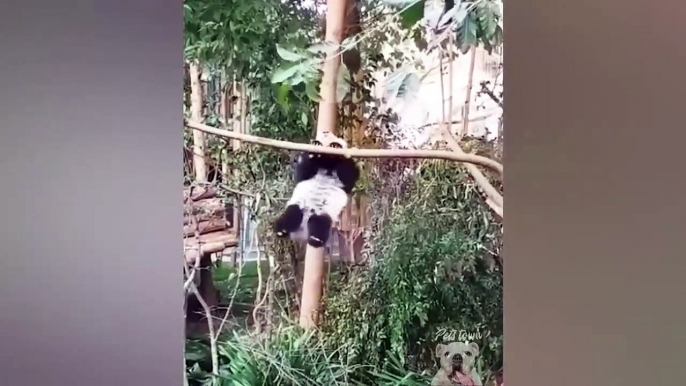 Try Not To Laugh - Funny Panda Video 2021 _ Pets Town