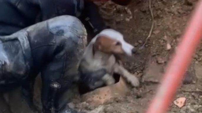San Lazzaro di Savena (BO) - Salvato un cane finito in una tubazione (21.11.22)