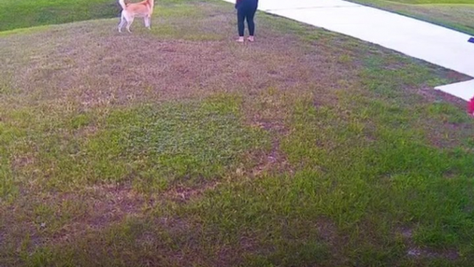 Heroic Dog Protects Playing Child