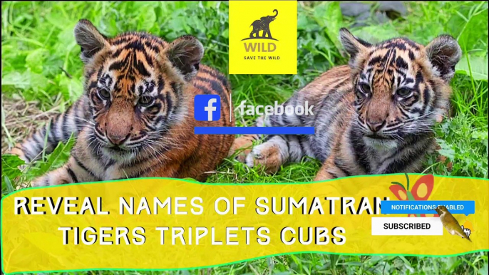 REVEAL NAMES OF SUMATRAN TIGERS TRIPLETS CUBS | ZSL LONDON ZOO