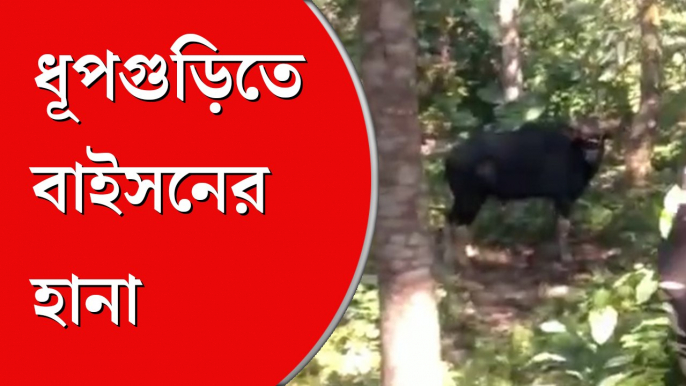 ধূপগুড়িতে বাইসনের তাণ্ডব