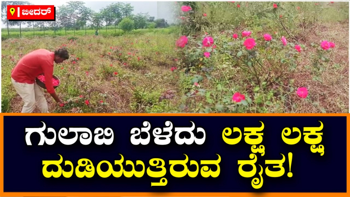 ಗುಲಾಬಿ ಬೆಳೆದು ಲಕ್ಷ ಲಕ್ಷ ದುಡಿಯುತ್ತಿರುವ ರೈತ!-