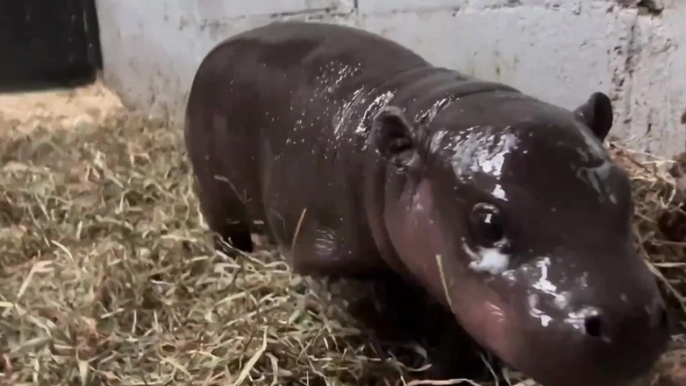 Endangered pygmy hippo takes first steps after birth at Virginia zoo
