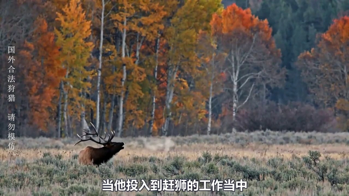 In order to store food for winter, the hunter came to the mountains alone to hunt elk