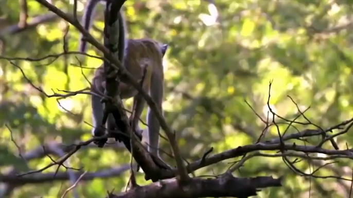 Gorilla strangled Cheetah to death, Gorilla is Attacked by the Ambushed Cheetah but is Unsuccessful