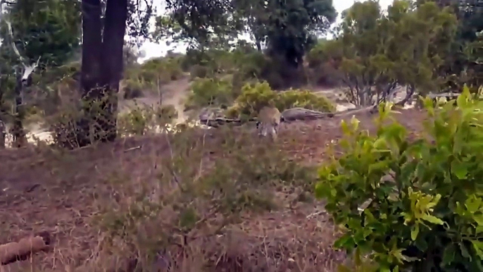 Brave Mother Wildebeest Fight Back Lion Cheetah - Wildebeest Baby Run Away - Attack For Survival