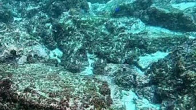 Grey Nurse Shark Smiles for the Camera