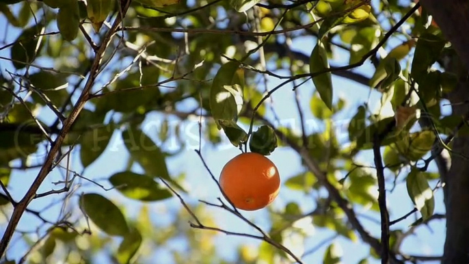 Did You Know? The ORANGE FRUIT || RANDOM, AMAZING and INTERESTING FACTS AROUND THE WORLD