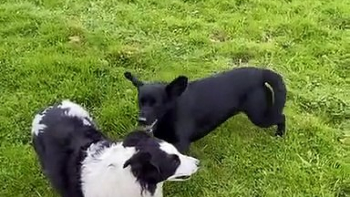 Black Lab Runs in Circles