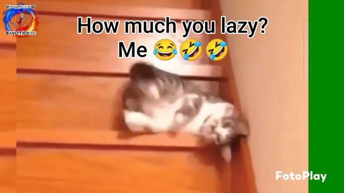 How much you lazy? Me  #inspiresemotions #jokes #funny #comedy #lol #trending #shorts #viral #reels