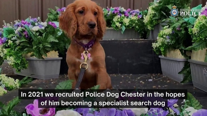 Police Dog Chester passes his Explosive Search Dog course in Yorkshire