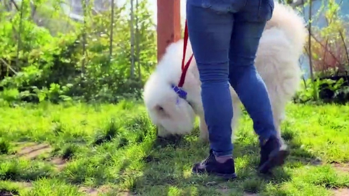 Paul O'Grady For the Love of Dogs S10E02