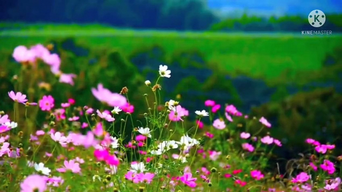 flowers in all colours beautiful flowers fresh flowers