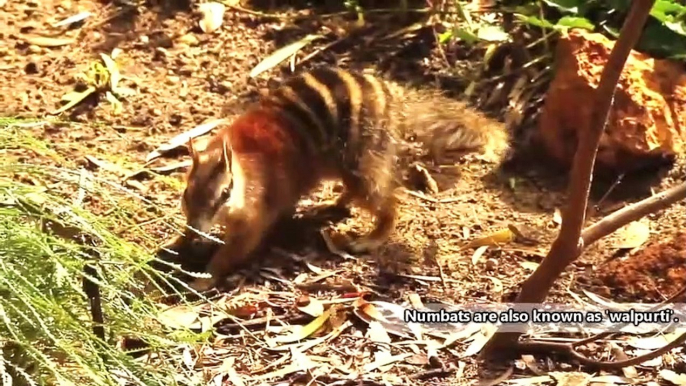 #weired things#wild animal fights#interesting facts Numbat facts  also known as banded anteaters