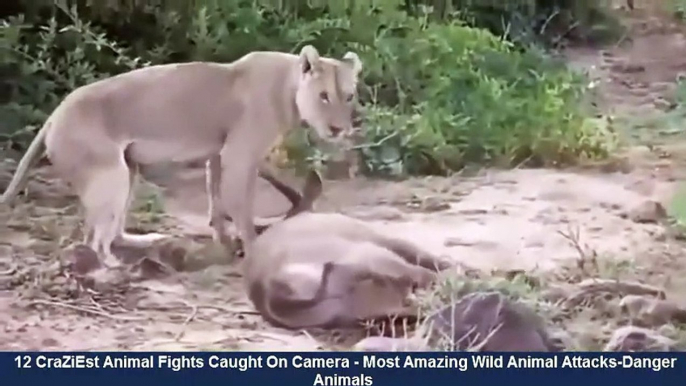 ►►►12 CraZiEst Animal Fights Caught On Camera   Most Amazing Wild Animal Attacks -Danger Animals