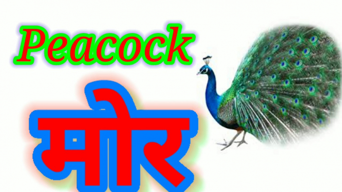 Birds Name in hindi and English/ with pictures पक्षियों के नाम