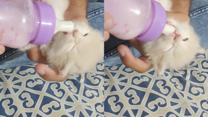 Kitten owner shares precious clip of his hungry pet enjoying drinking milk from bottle