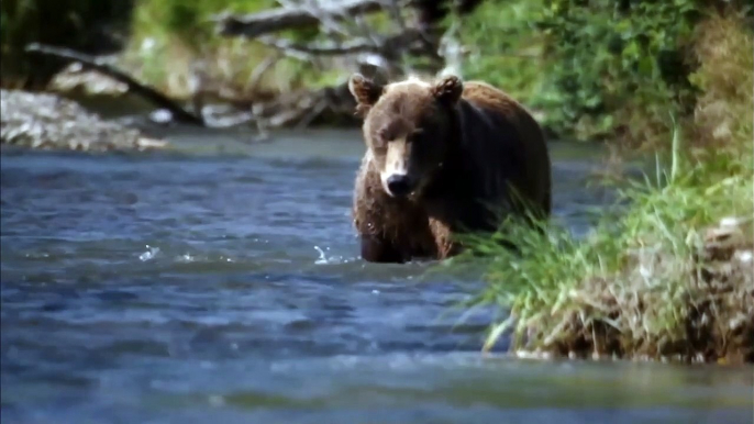 Mother Grizzly Bear ATTACKS Eagle Nest!