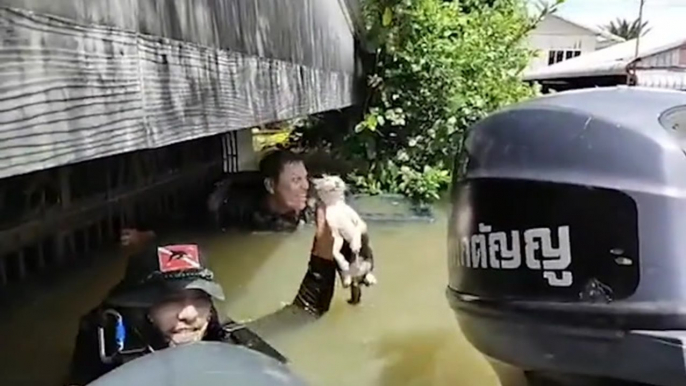 Dramatic moment kitten rescued from flooded home by rescue team in Thailand