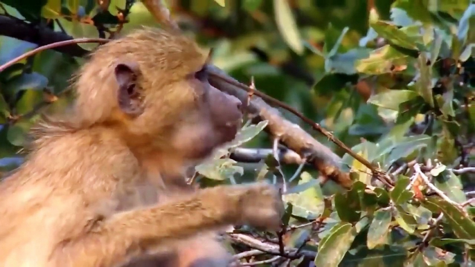 Battle Of Jaws   Lions vs Crocodile   Mother Baboon Save Her Baby Fail From Crocodile Hunting